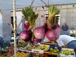 Image of garden onion