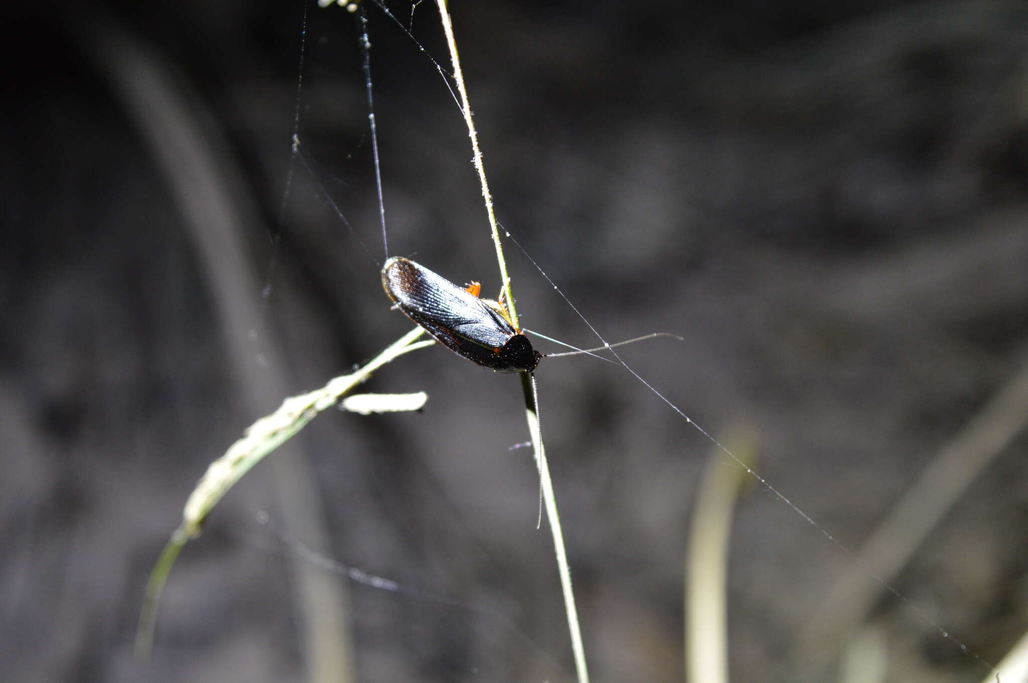 Ischnoptera deropeltiformis (Brunner von Wattenwyl 1865)的圖片