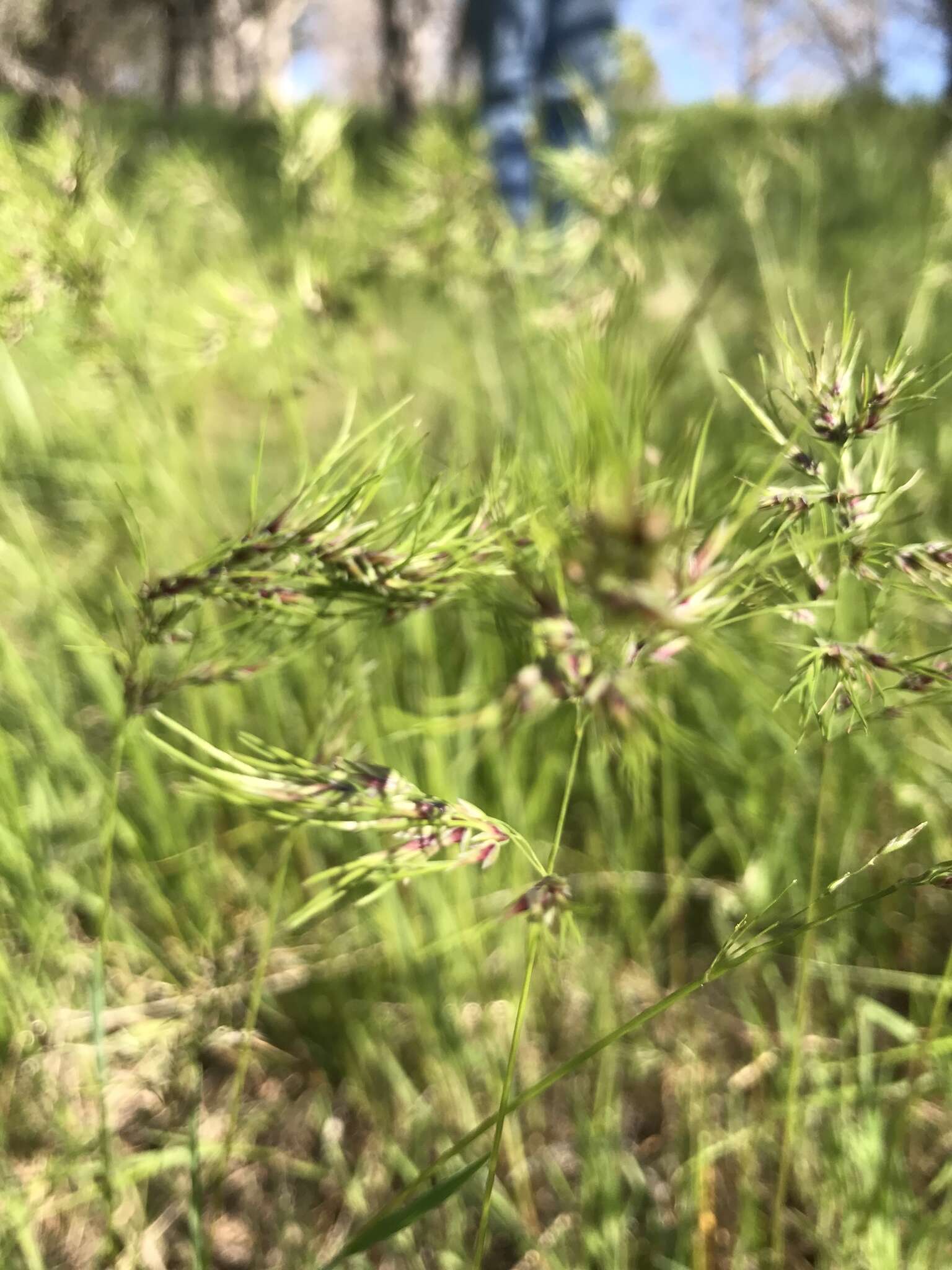 鳞茎早熟禾的圖片