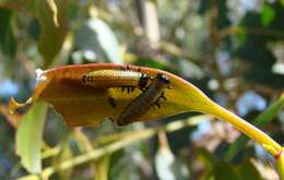 صورة <i>Paropsis charybdis</i>