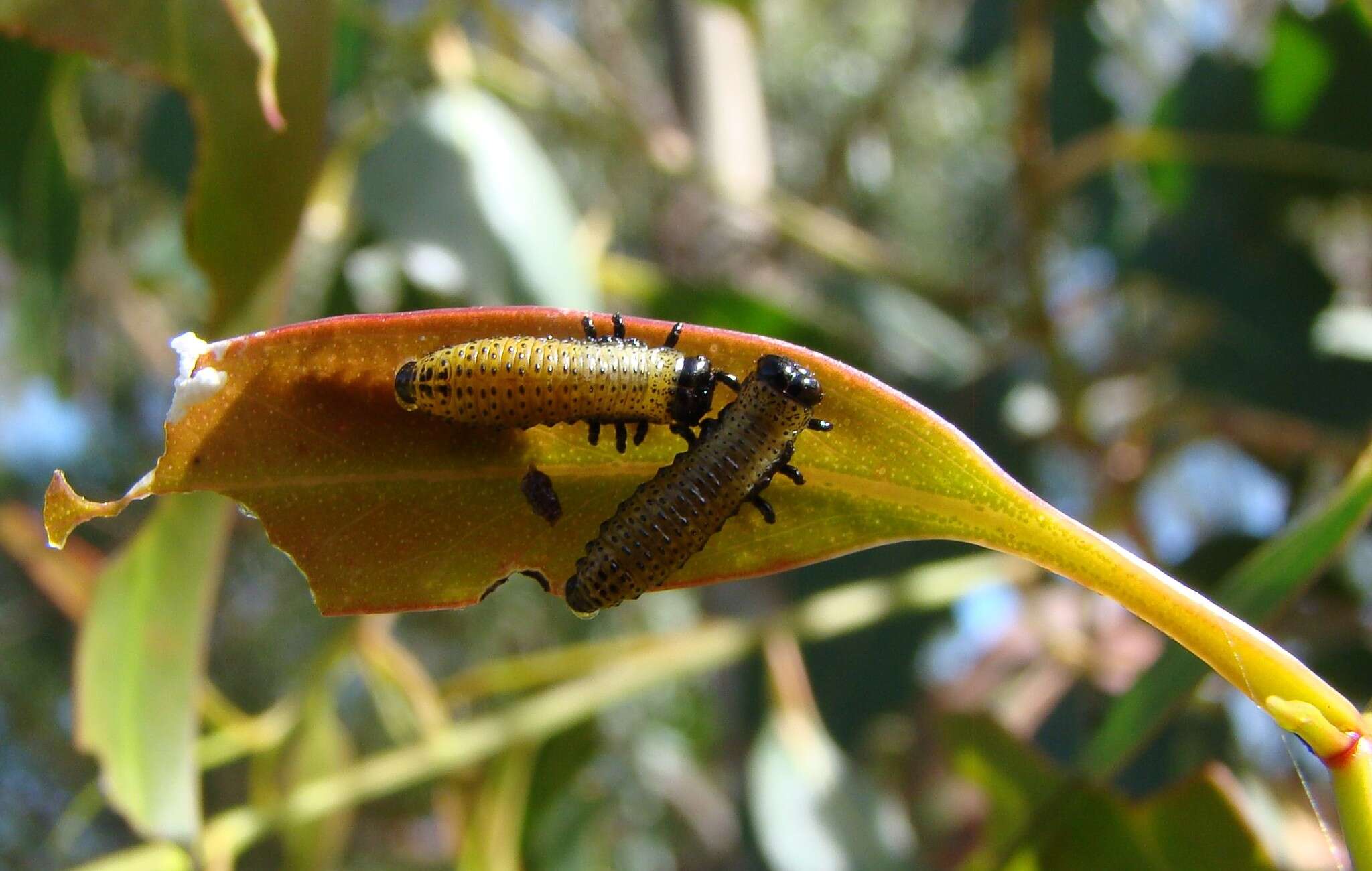 صورة <i>Paropsis charybdis</i>