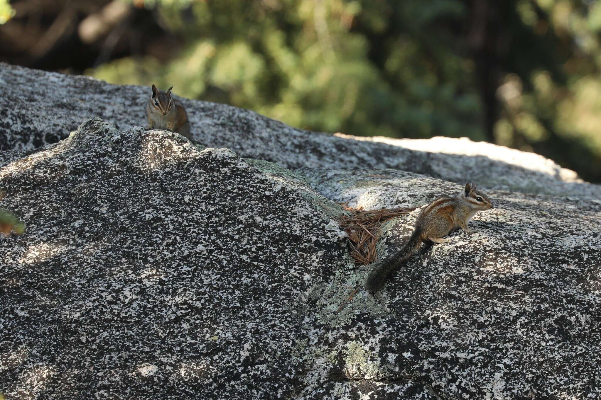 Image of California Chipmunk