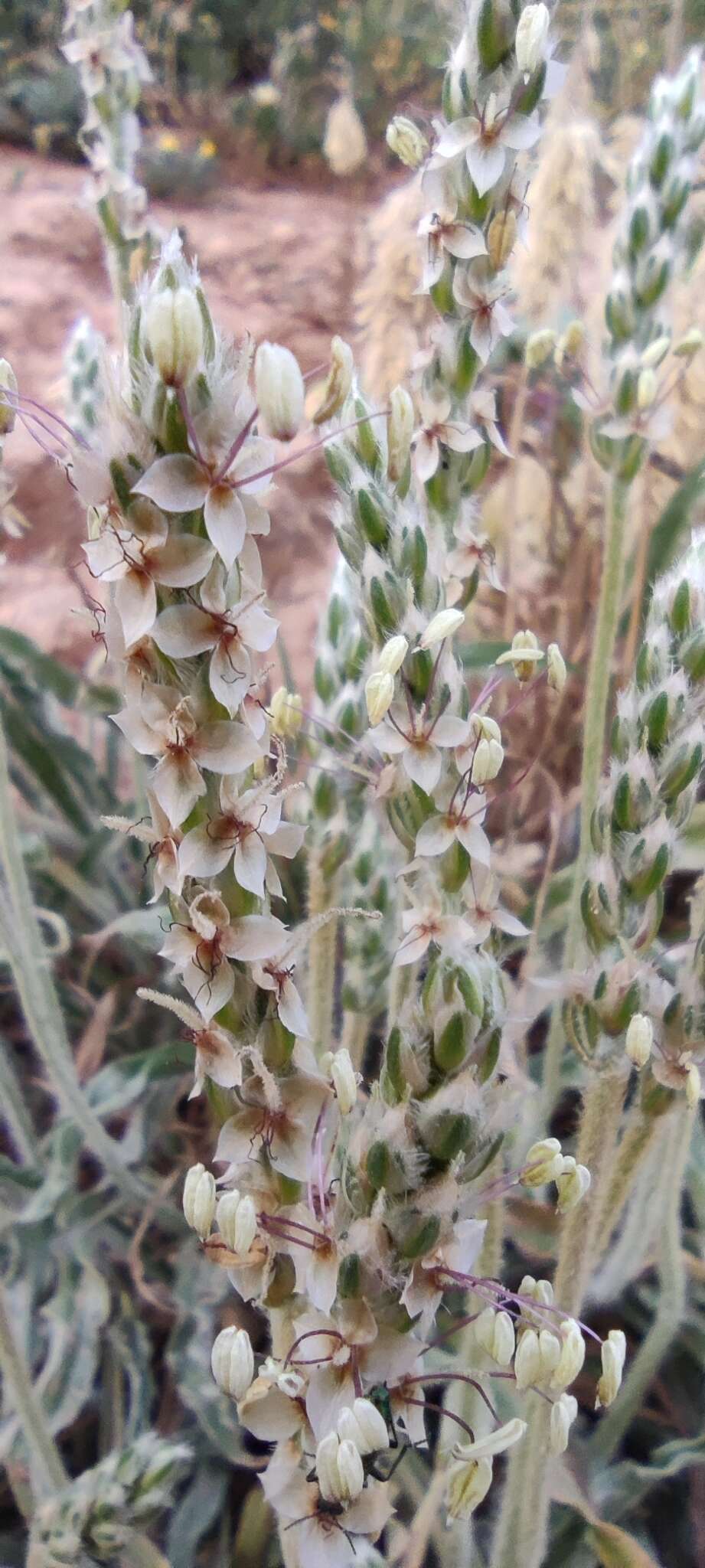 Image of Plantago albicans L.