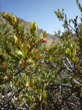 Image of Bark bush