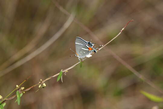 Image of Bartram's hairstreak Butterfly