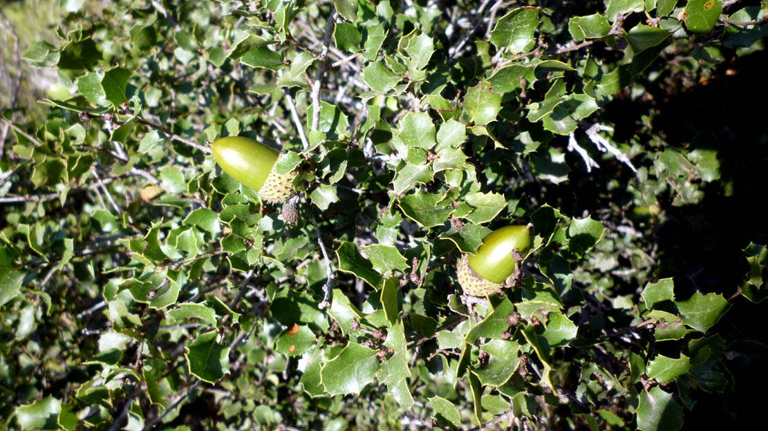 Image of Kermes Oak