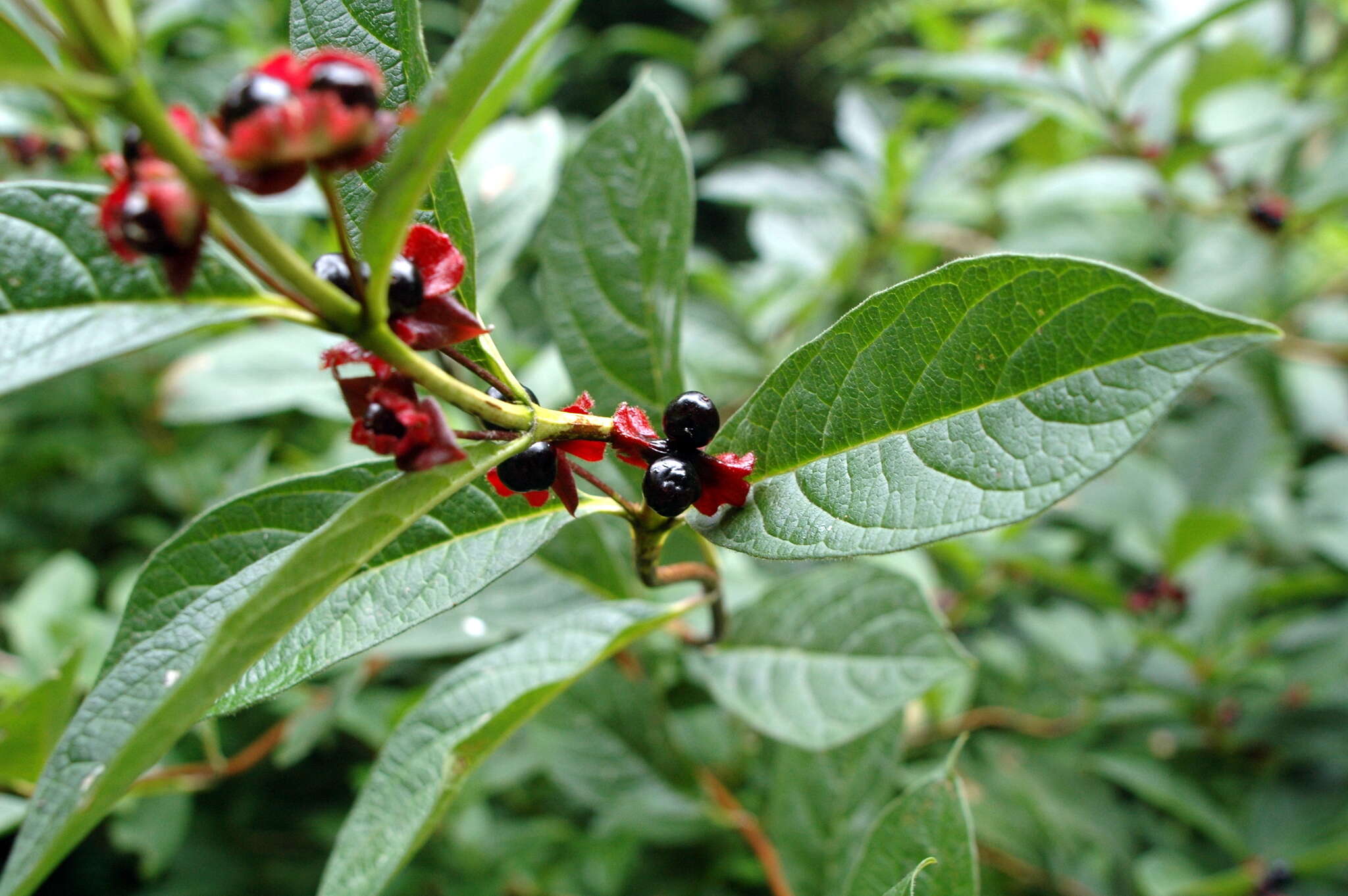 Image of twinberry honeysuckle