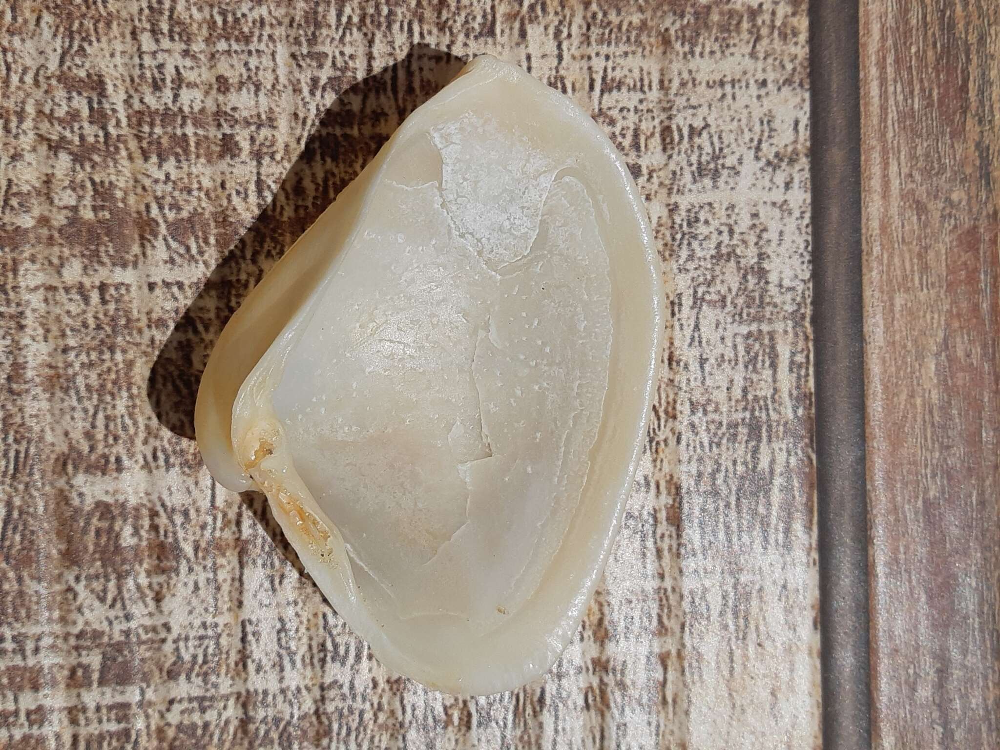 Image of winged surfclam