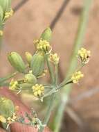 Image of Capnophyllum leiocarpon (Sond.) J. C. Manning & P. Goldblatt