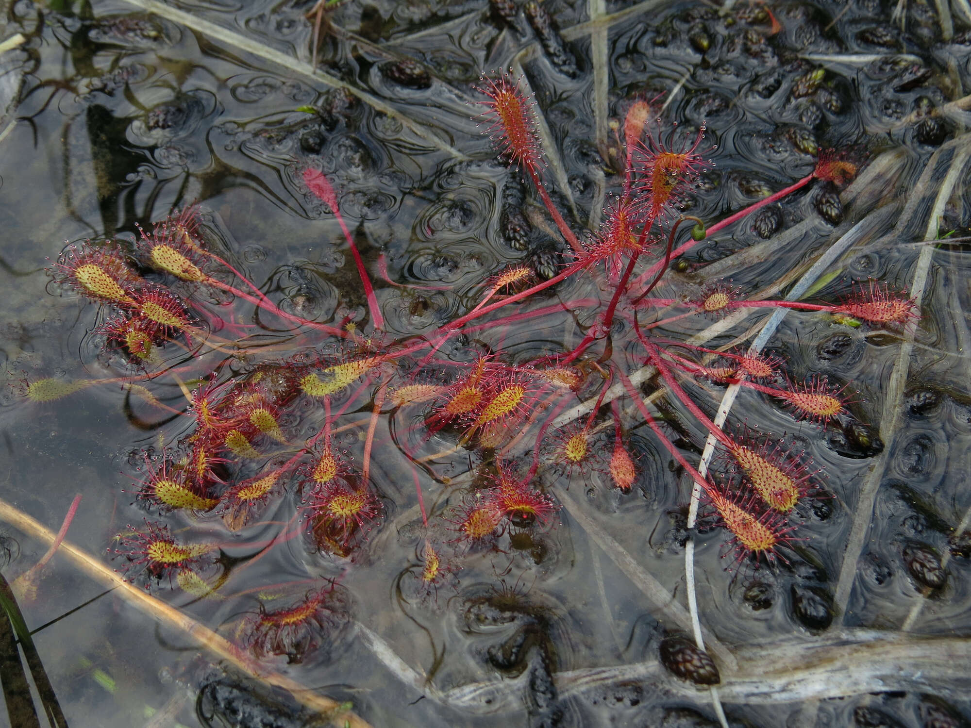 صورة Drosera anglica Huds.