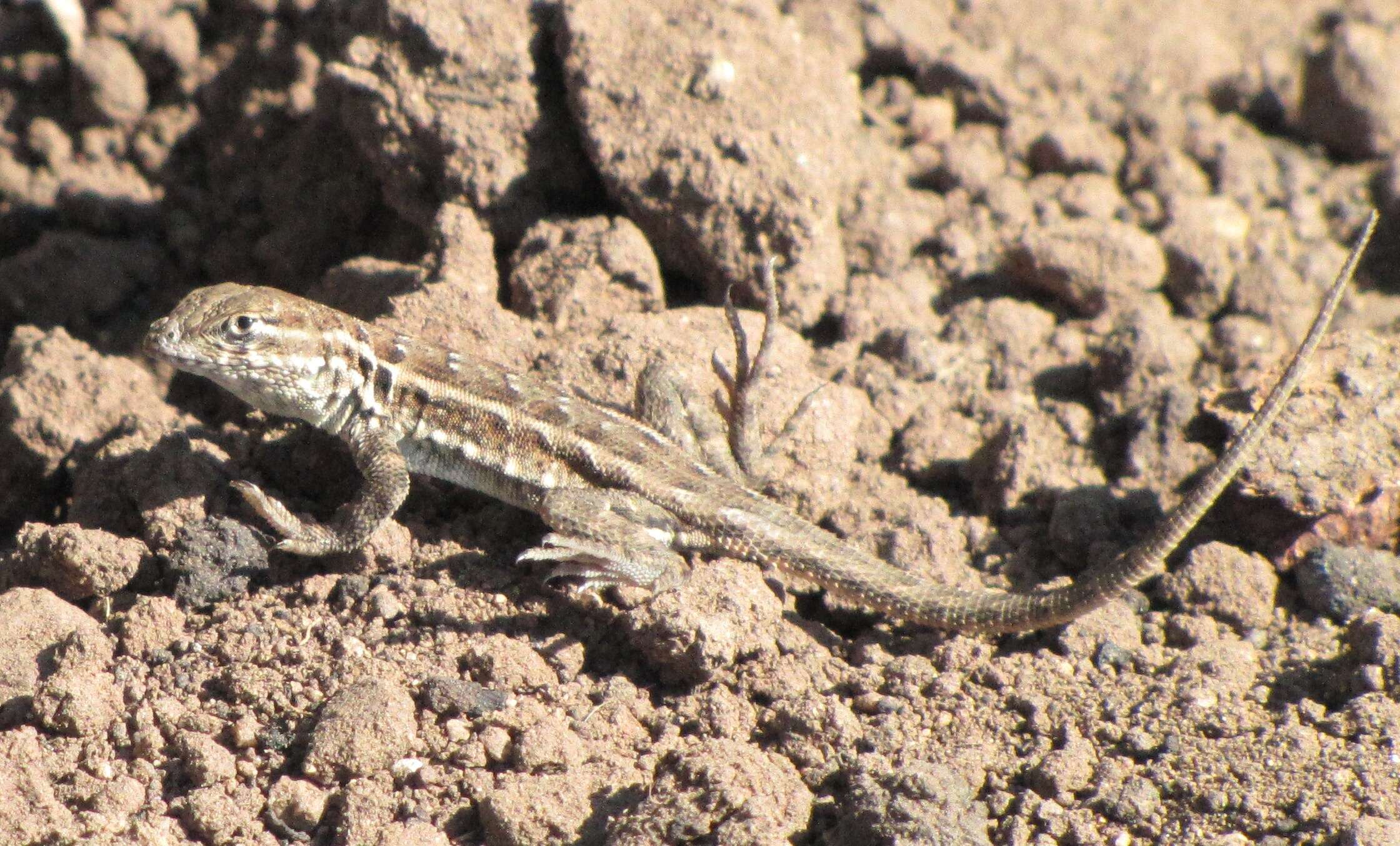 Image of common side-blotched lizard