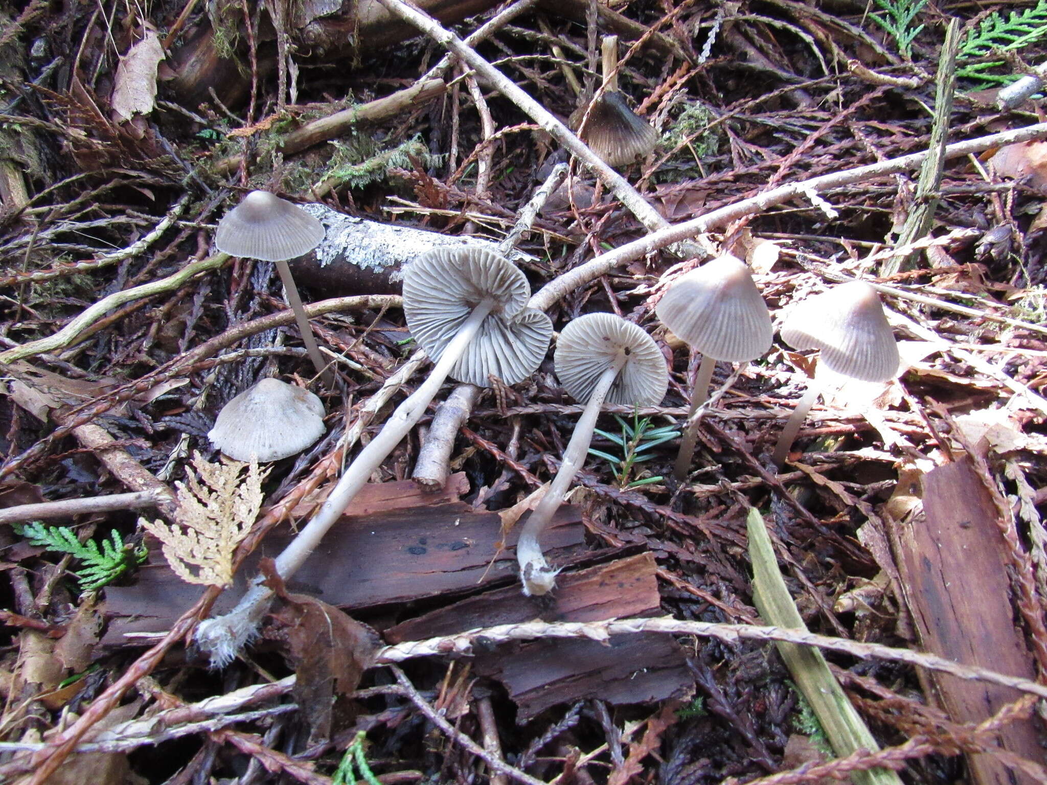 Image of Mycena robusta (A. H. Sm.) Maas Geest. 1988