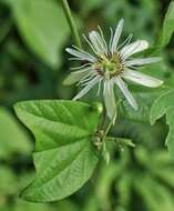 Image of Passiflora cisnana Harms