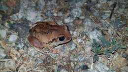 Image of horseshoe forest treefrog