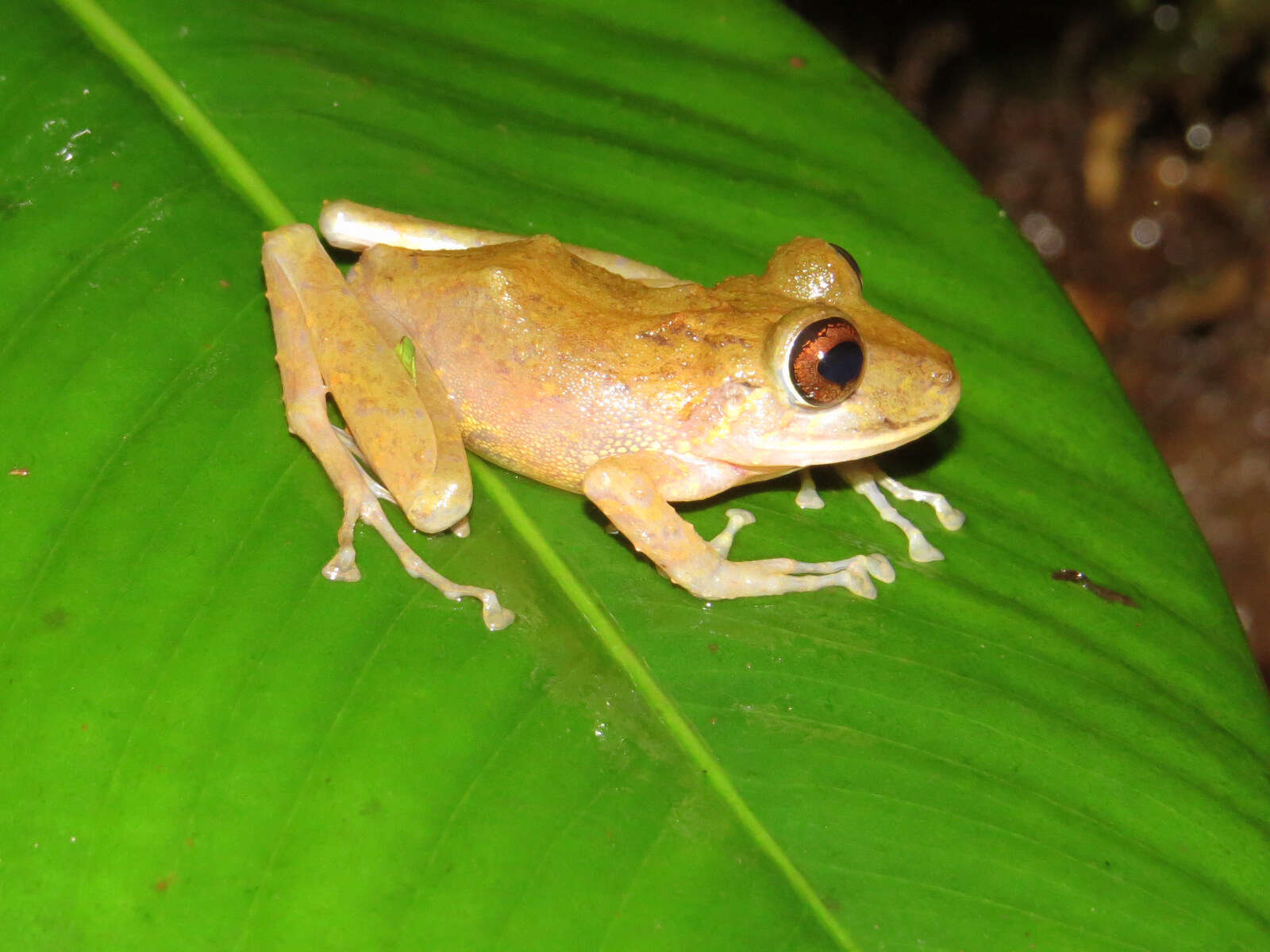 Image of Pristimantis labiosus (Lynch, Ruiz-Carranza & Ardila-Robayo 1994)