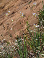 Image of Ixia saundersiana