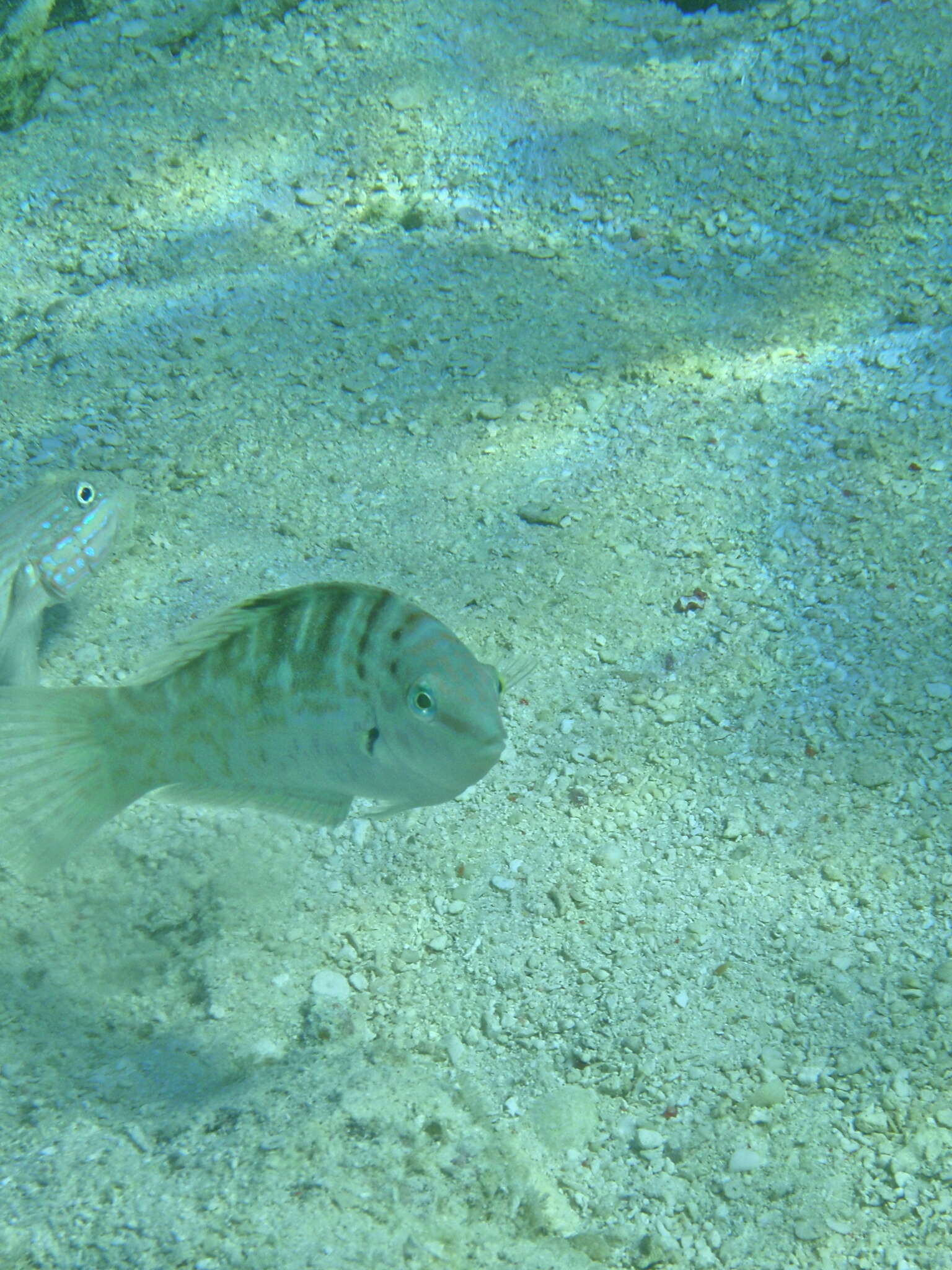 Слика од Coris batuensis (Bleeker 1856)