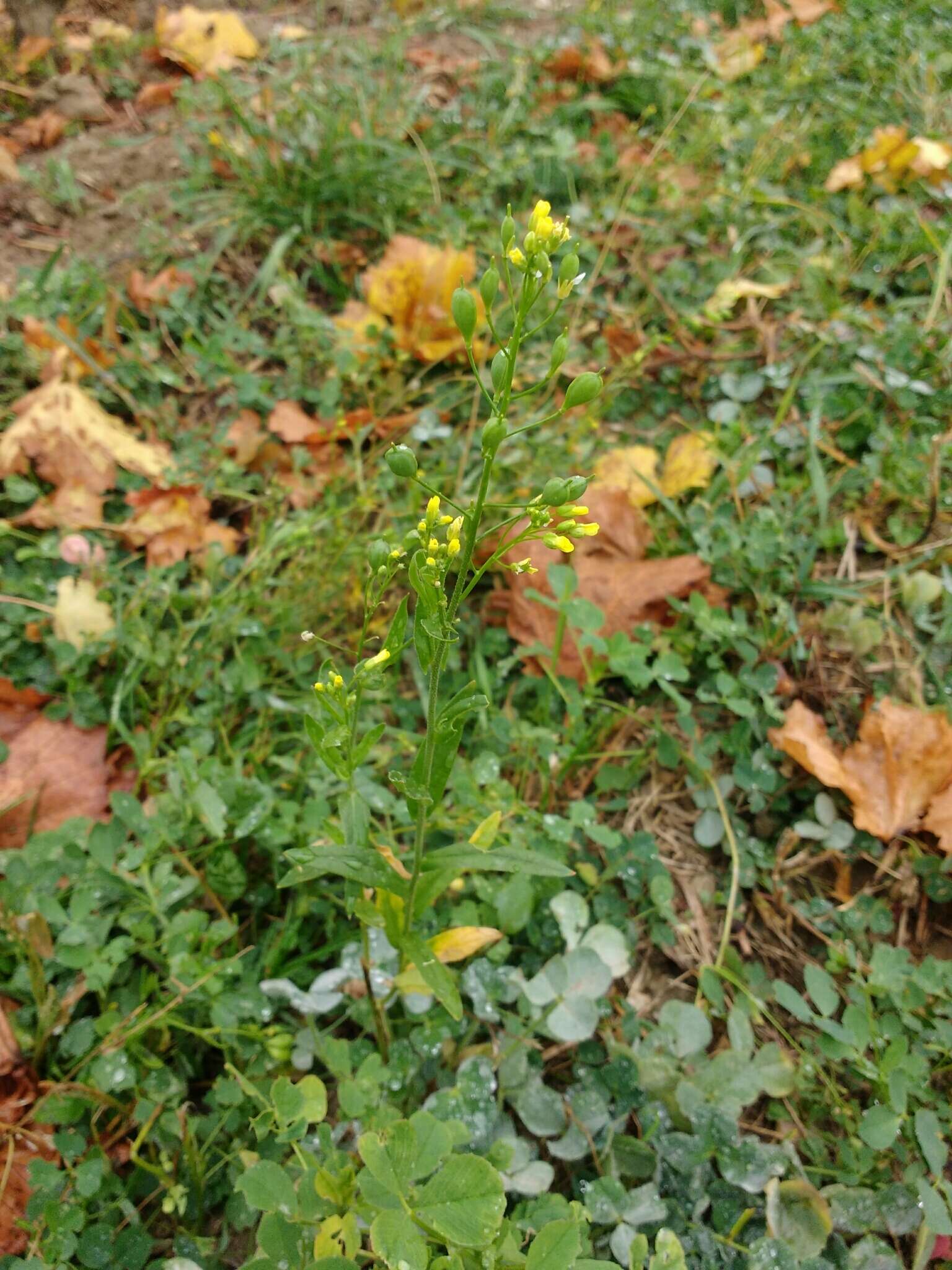 Imagem de Camelina sativa (L.) Crantz