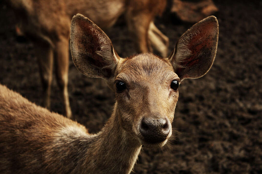 Image of Javan Deer