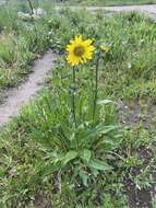 Plancia ëd Helianthella quinquenervis (Hook.) A. Gray