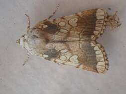 Image of Heart Moth