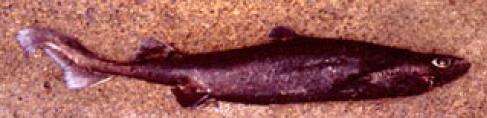 Image of Great Lanternshark