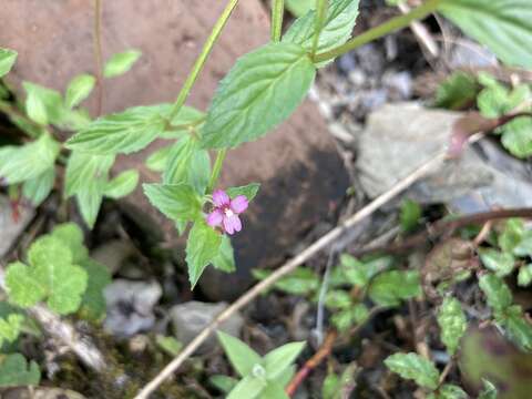 Imagem de Epilobium brevifolium D. Don