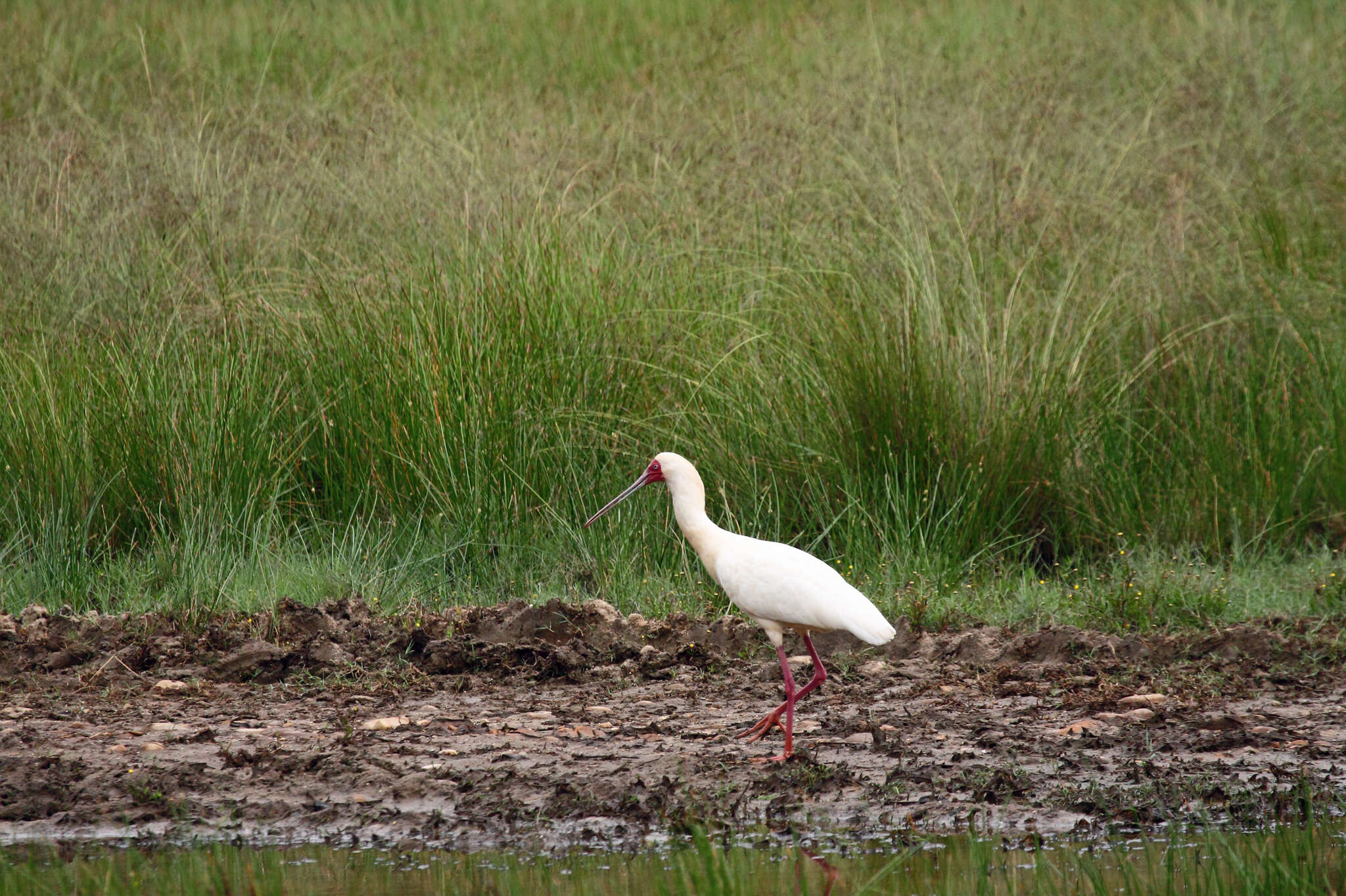 Image of African Spoonbill