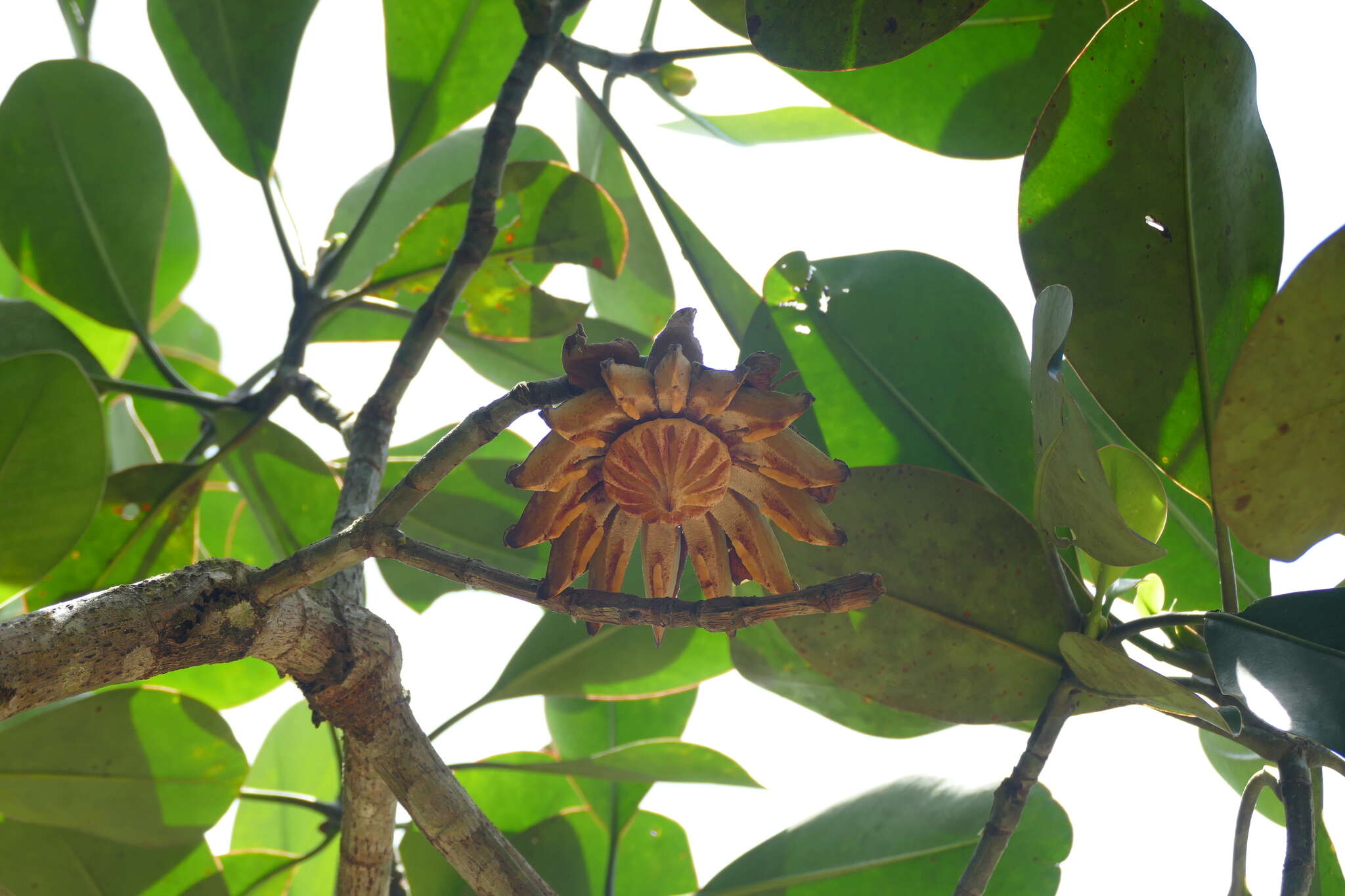 Image of Clusia grandiflora Splitg.