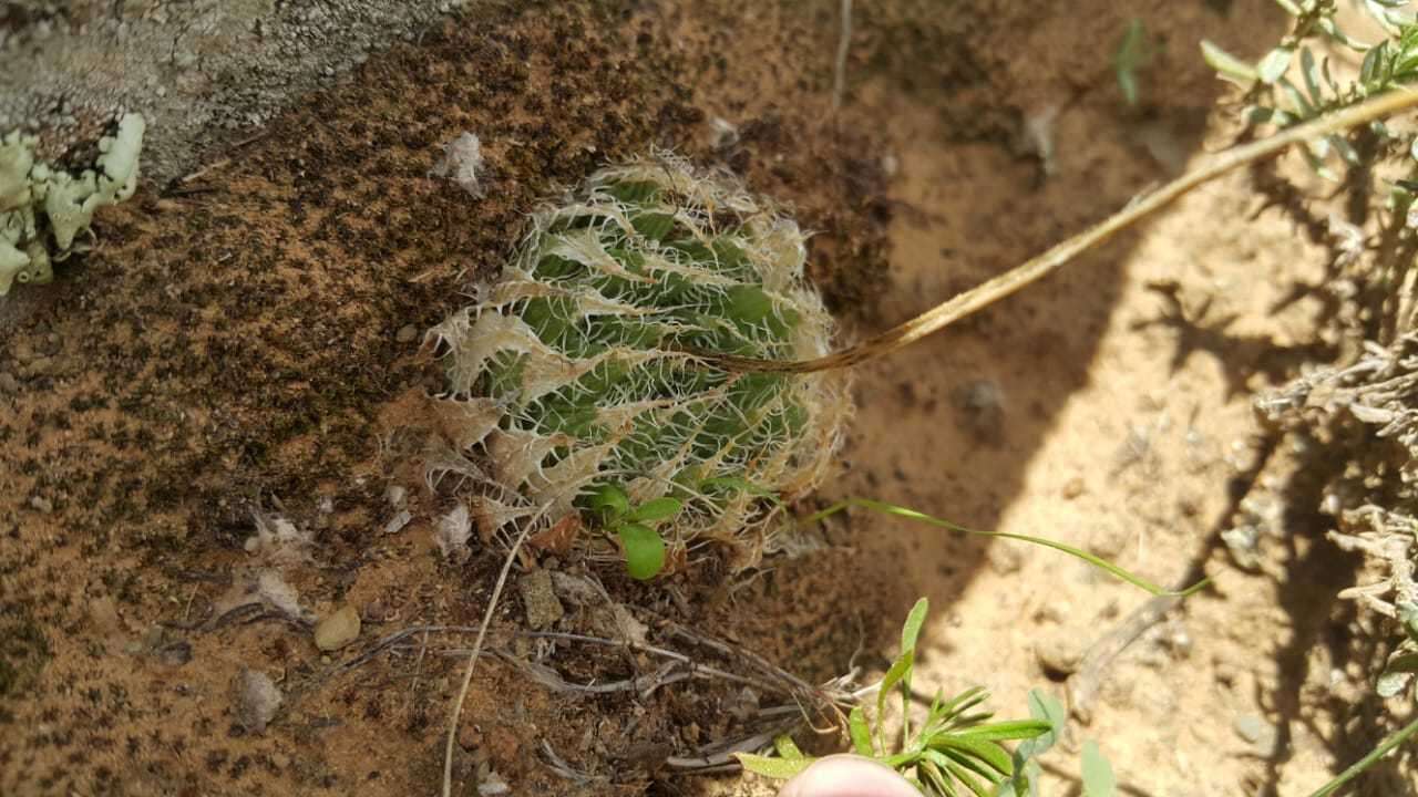 Image of Haworthia decipiens var. virella M. B. Bayer