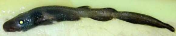 Image of Ghost Catshark