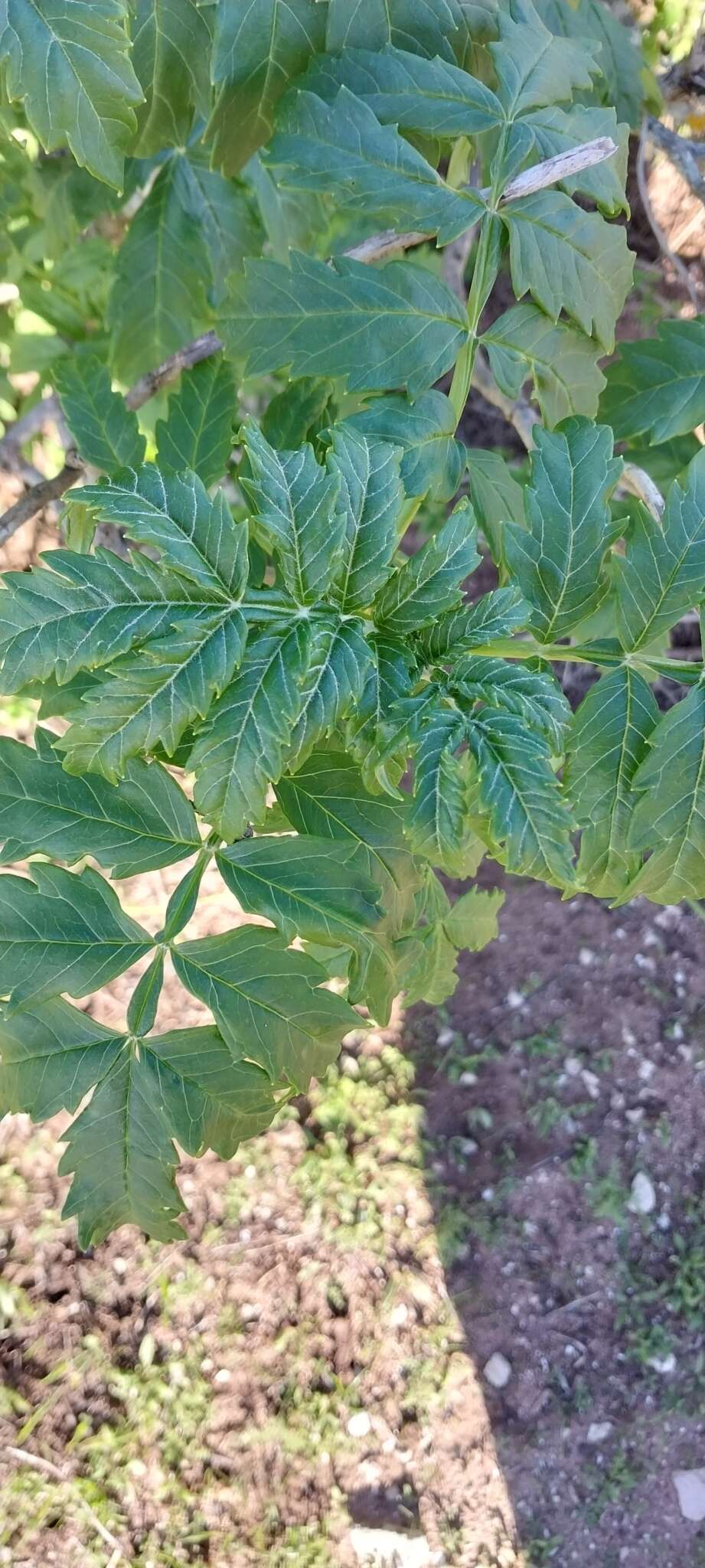 Image de Melianthus elongatus D. O. Wijnands