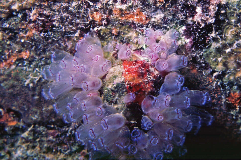 Image of painted tunicate