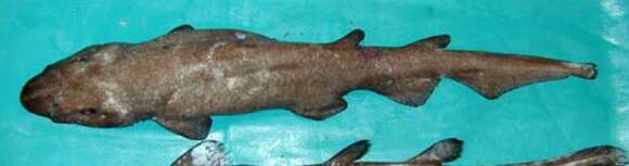 Image of Deepwater Catshark