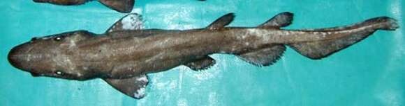 Image of Ghost Catshark