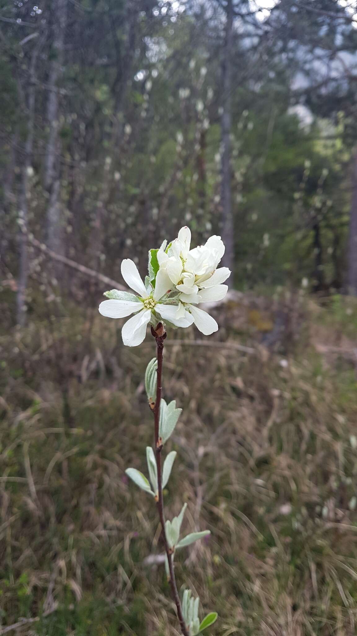 Image of Snowy Mespilus