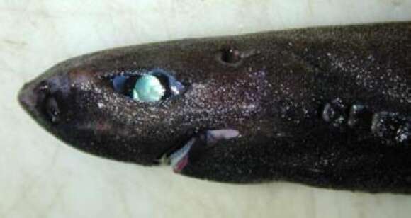 Image of Broadbanded Lanternshark