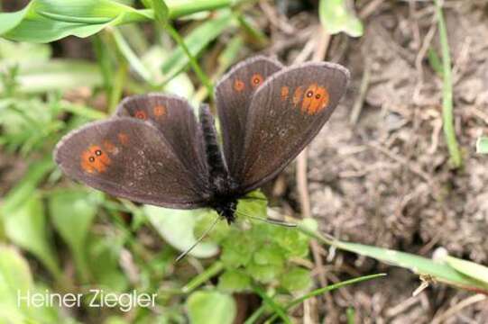 Image of Bright-eyed Ringlet