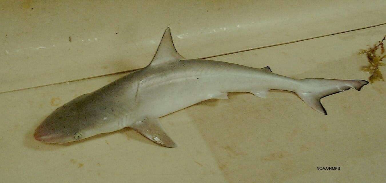 Image of Atlantic Sharpnose Shark