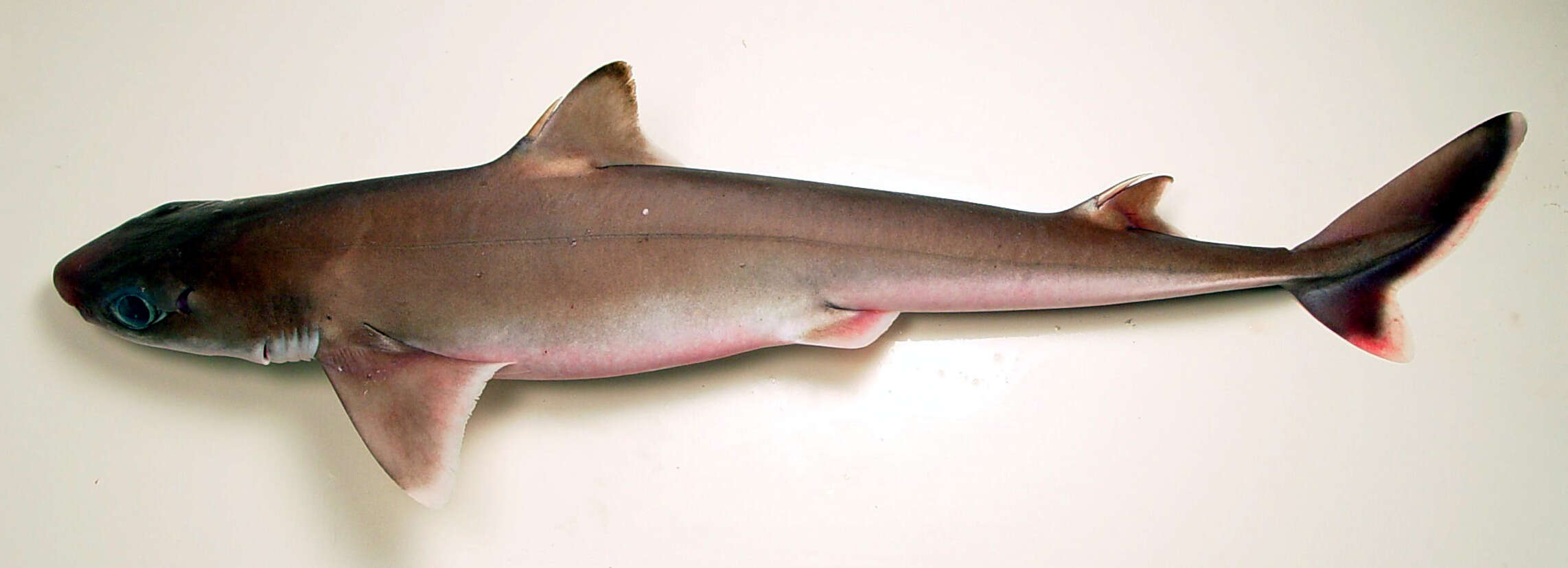 Image of Cuban Dogfish