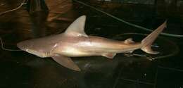 Image of Sandbar Shark