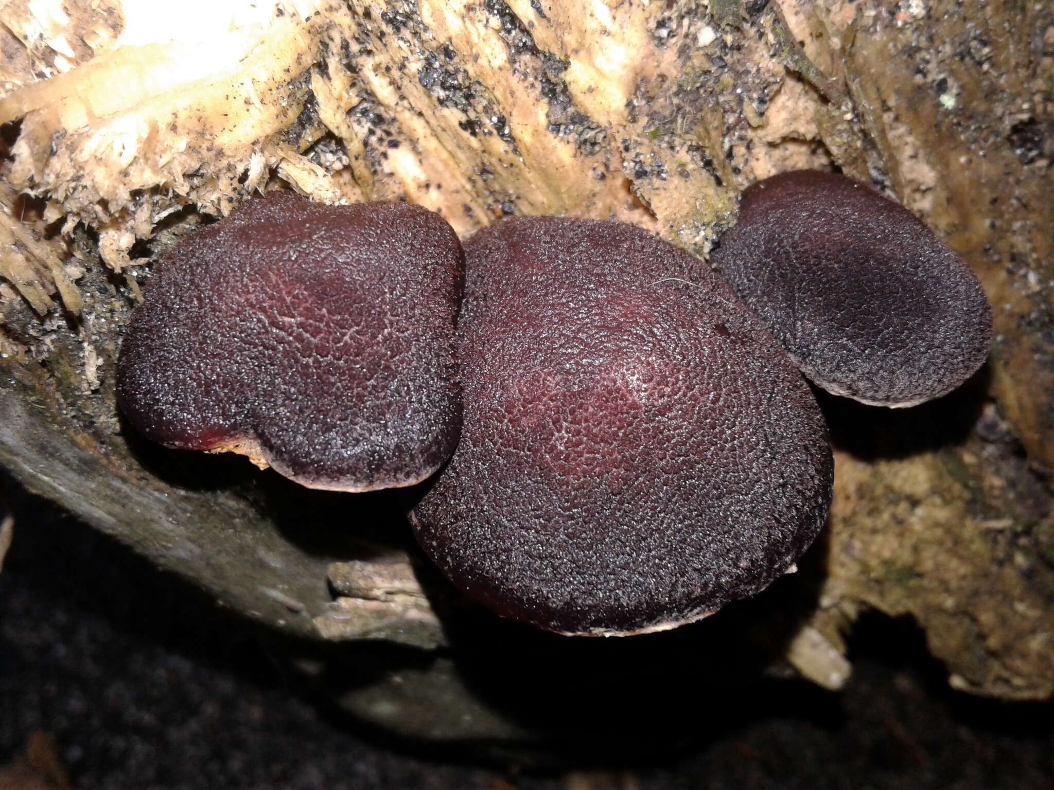 Image of Gymnopilus purpuratus (Cooke & Massee) Singer