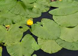 Image of Yellow Water-lily