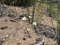 Image of white hawkweed