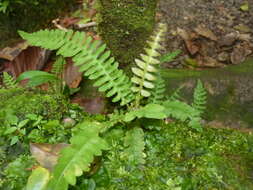 Image of Narrow-Leaf Mid-Sorus Fern