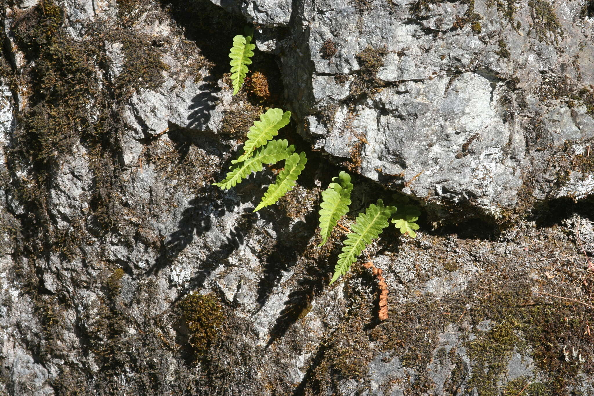 Polypodium hesperium Maxon的圖片