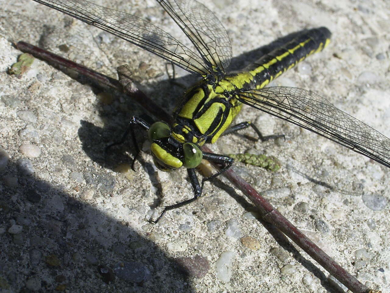 Image of Club-tailed Dragonfly