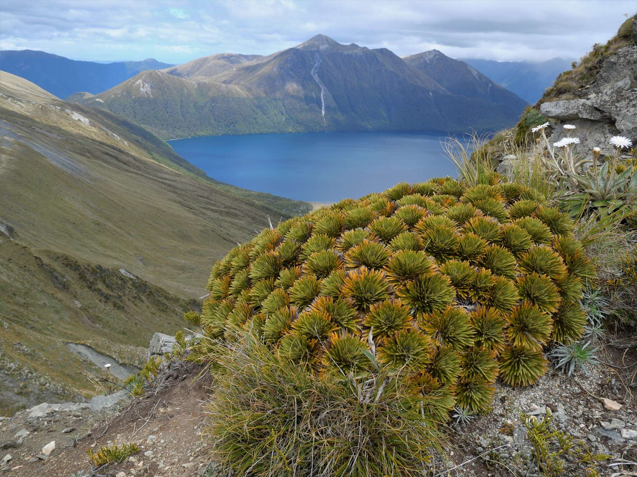 Image of Aciphylla crosby-smithii Petrie