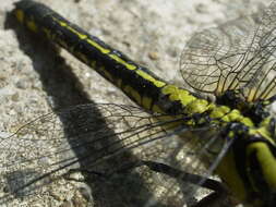 Image of Club-tailed Dragonfly