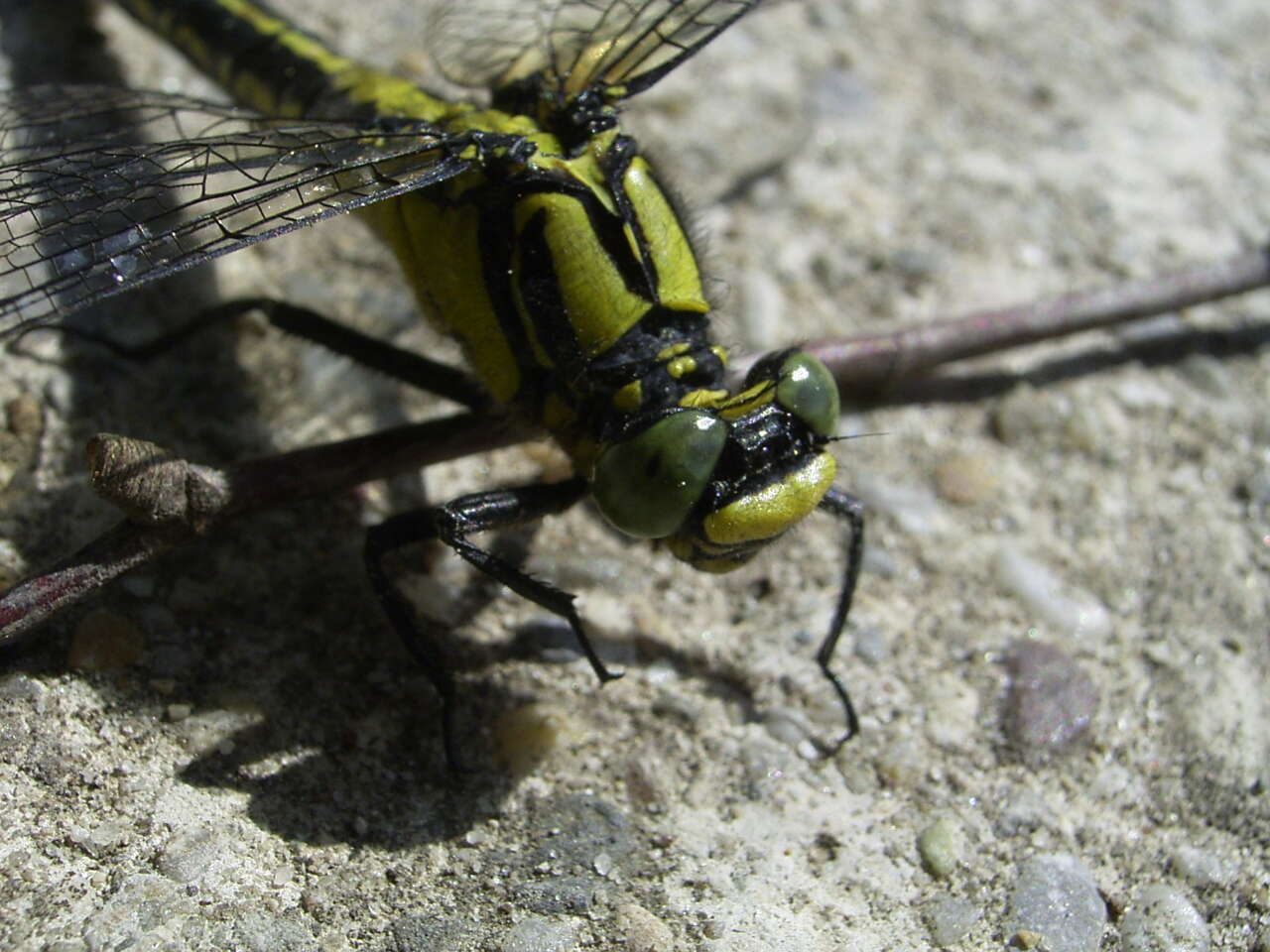 Image of Club-tailed Dragonfly